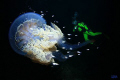 Jelly by night. This was a very lucky moment: I had attached the fisheye for that nightdive, a very unusual combination. Just entering the water we found this beautyful jellyfish. I think it will be very difficult to get such an opportunity again. 
